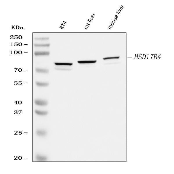 Anti-Hydroxysteroid (17-beta) Dehydrogenase 4/HSD17B4 Antibody Picoband®