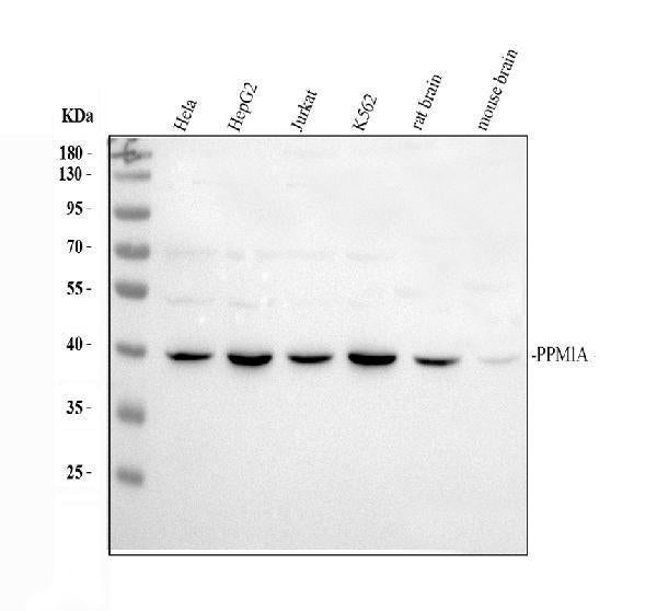 Anti-PPM1A Picoband® Antibody