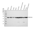 Anti-NSE/ENO2 Antibody Picoband®