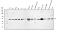 Anti-Integrin linked ILK Antibody Picoband®