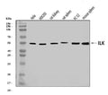 Anti-Integrin linked ILK Antibody Picoband®