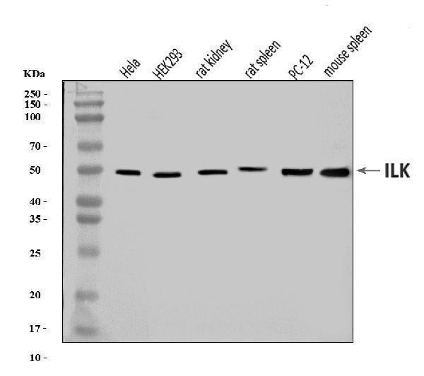 Anti-Integrin linked ILK Antibody Picoband®