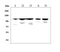 Anti-PGC1 beta/PPARGC1B Picoband® Antibody