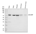 Anti-LGALS3BP Antibody Picoband®