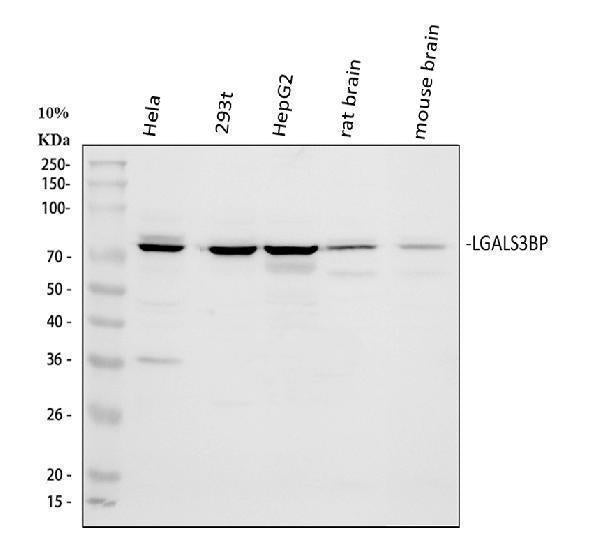 Anti-LGALS3BP Antibody Picoband®