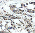 Anti-SRA1 Antibody Picoband®