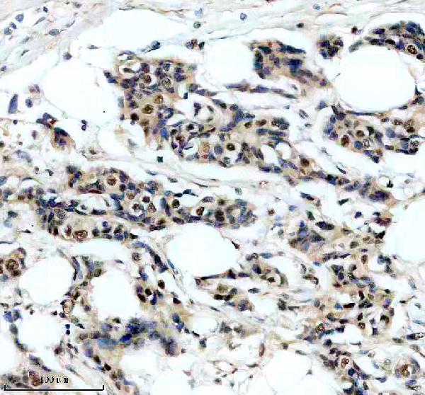 Anti-SRA1 Antibody Picoband®
