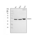 Anti-SHMT1 Antibody Picoband®