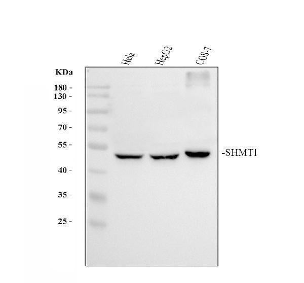 Anti-SHMT1 Antibody Picoband®