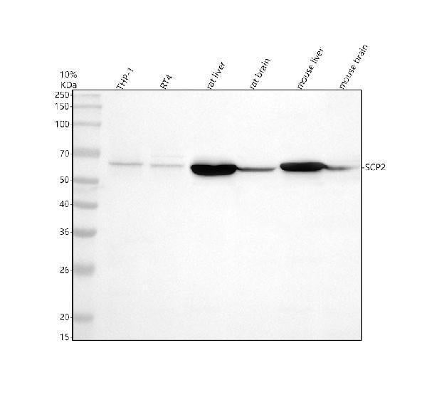Anti-SCP2 Antibody Picoband®