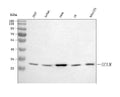 Anti-GCLM Antibody Picoband®