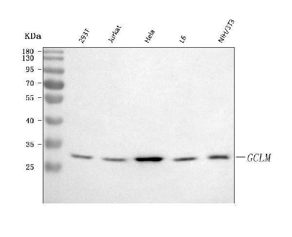 Anti-GCLM Antibody Picoband®