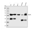 Anti-GALNS Antibody Picoband®