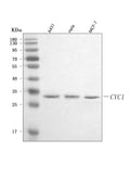 Anti-CYC1 Antibody Picoband®