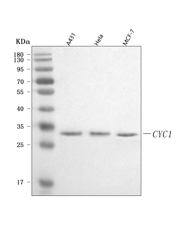 Anti-CYC1 Antibody Picoband®