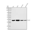Anti-OSCAR Antibody Picoband®