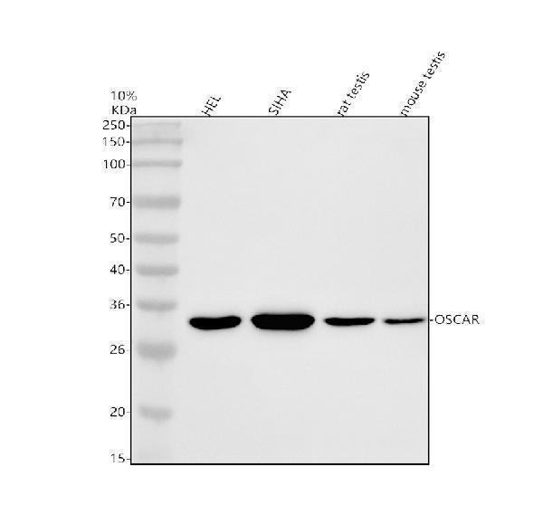 Anti-OSCAR Antibody Picoband®