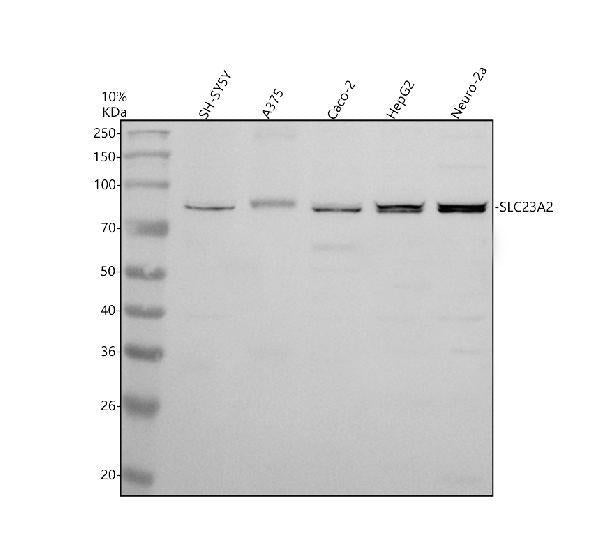 Anti-SVCT2/SLC23A2 Antibody Picoband®