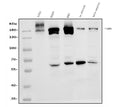 Anti-EPRS1/PARS Antibody Picoband®