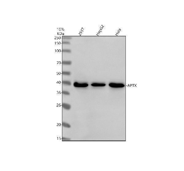 Anti-APTX Antibody Picoband®