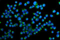 Anti-Golm1/GOLPH2 Antibody Picoband®