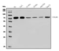 Anti-GOLPH2/GOLM1 Antibody Picoband®