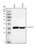Anti-AKR1B10 Antibody Picoband®
