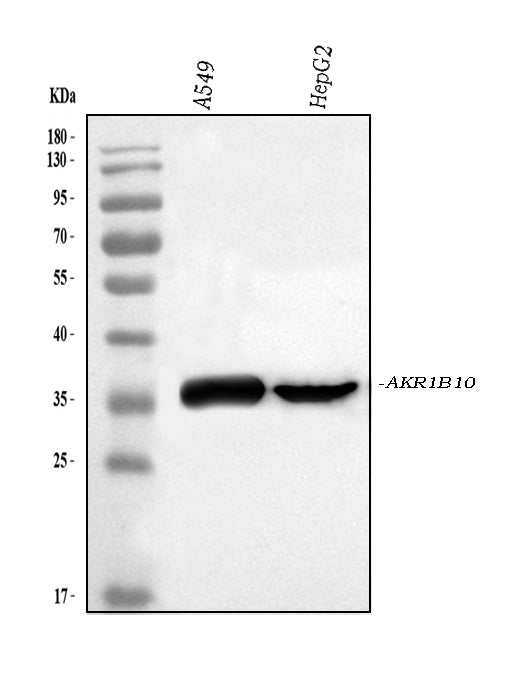 Anti-AKR1B10 Antibody Picoband®