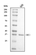 Anti-DMC1 Antibody Picoband®
