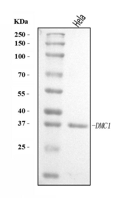 Anti-DMC1 Antibody Picoband®