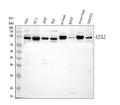 Anti-CUL2 Antibody Picoband®