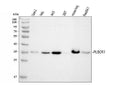Anti-Scramblase 1/PLSCR1 Antibody Picoband®