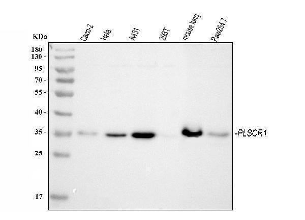 Anti-Scramblase 1/PLSCR1 Antibody Picoband®