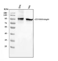Anti-CD105/ENG Antibody Picoband®