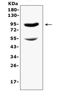 Anti-CD105/Eng Antibody Picoband®