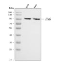 Anti-CD105/ENG Antibody Picoband®
