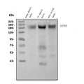 Anti-CACNA1S Antibody Picoband®