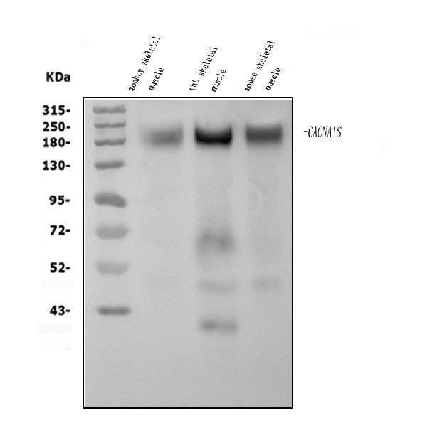 Anti-CACNA1S Antibody Picoband®