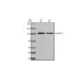 Anti-ADAMTS1 Antibody Picoband®
