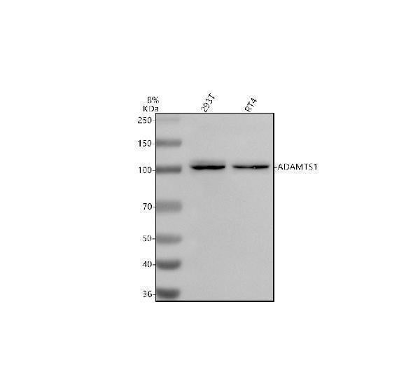 Anti-ADAMTS1 Antibody Picoband®