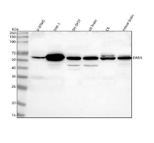 Anti-DRD5 Antibody Picoband®
