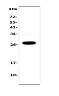Anti-IL15RA Antibody Picoband®