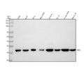 Anti-ASCL1 Antibody Picoband®