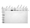 Anti-PEX1 Antibody Picoband®