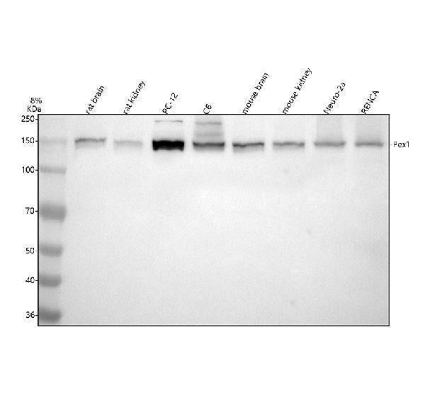 Anti-PEX1 Antibody Picoband®