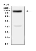 Anti-Collagen XVII/COL17A1 Antibody Picoband®