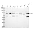 Anti-SLC22A4 Antibody Picoband®