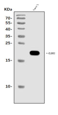 Anti-Claudin 2/CLDN2 Antibody Picoband®