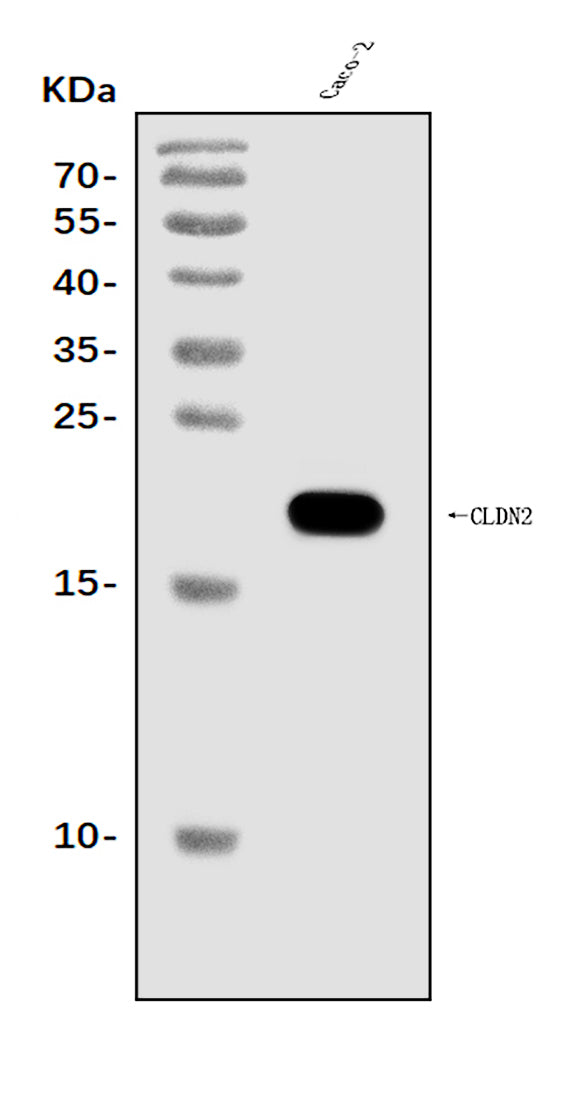 Anti-Claudin 2/CLDN2 Antibody Picoband®