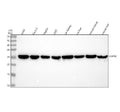 Anti-Claudin 2/CLDN2 Antibody Picoband®